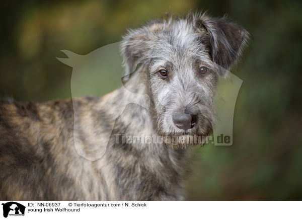 junger Irischer Wolfshund / young Irish Wolfhound / NN-06937