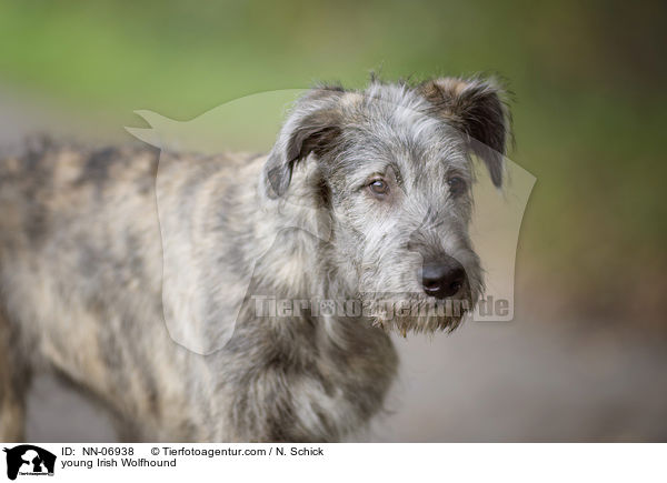 junger Irischer Wolfshund / young Irish Wolfhound / NN-06938