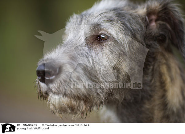 junger Irischer Wolfshund / young Irish Wolfhound / NN-06939