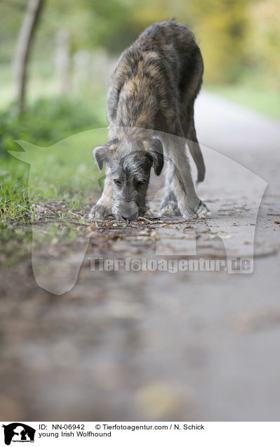 junger Irischer Wolfshund / young Irish Wolfhound / NN-06942