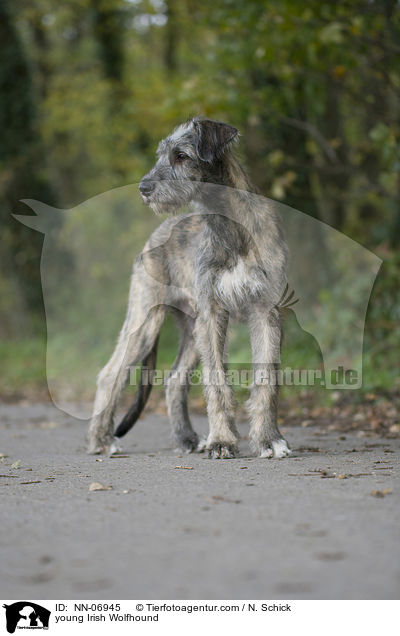 junger Irischer Wolfshund / young Irish Wolfhound / NN-06945