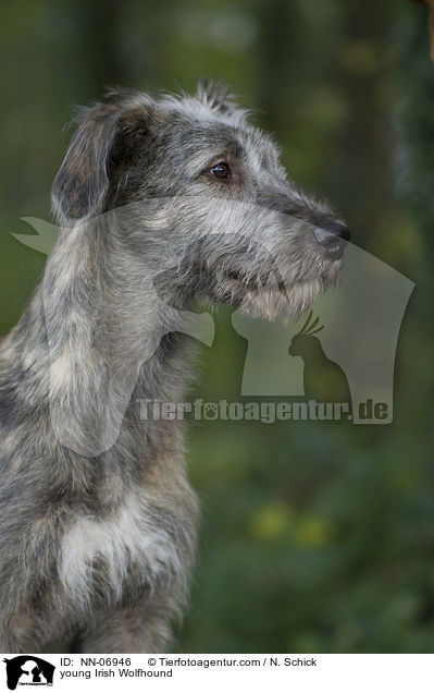 junger Irischer Wolfshund / young Irish Wolfhound / NN-06946