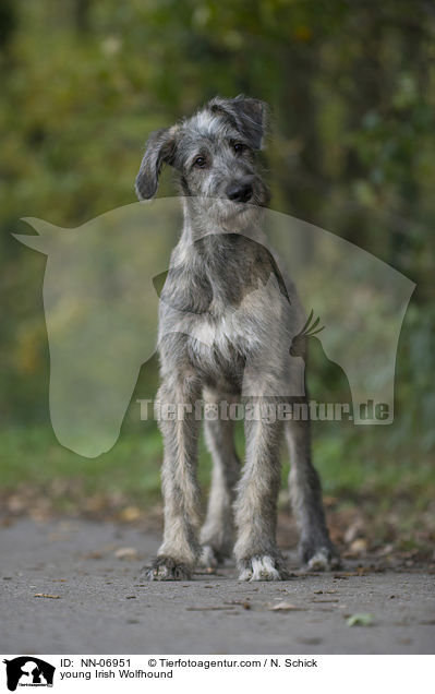 junger Irischer Wolfshund / young Irish Wolfhound / NN-06951