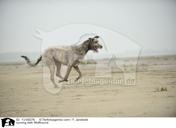 rennender Irischer Wolfshund / running Irish Wolfhound / YJ-09276