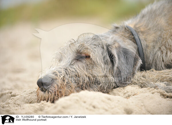 Irischer Wolfshund Portrait / Irish Wolfhound portrait / YJ-09280