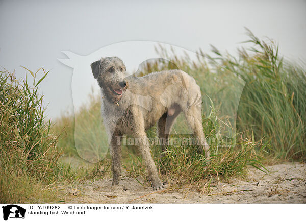 stehender Irischer Wolfshund / standing Irish Windhund / YJ-09282