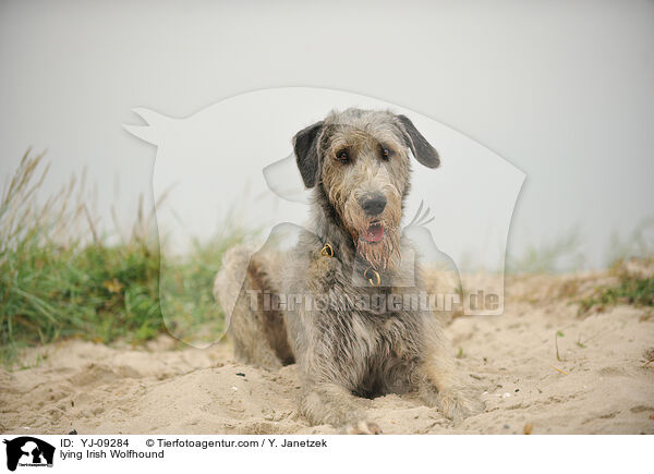 lying Irish Wolfhound / YJ-09284