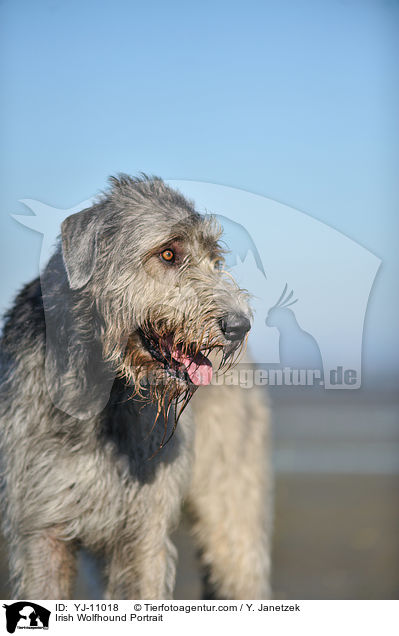 Irischer Wolfshund Portrait / Irish Wolfhound Portrait / YJ-11018