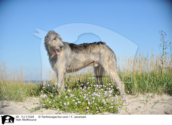 Irish Wolfhound / YJ-11026