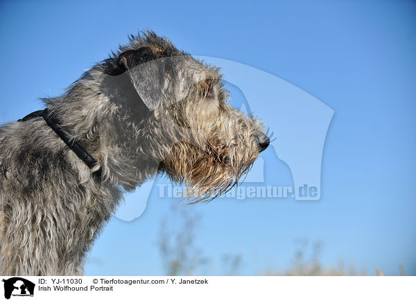 Irischer Wolfshund Portrait / Irish Wolfhound Portrait / YJ-11030