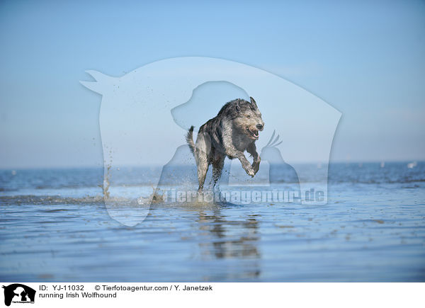 rennender Irischer Wolfshund / running Irish Wolfhound / YJ-11032