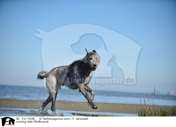 rennender Irischer Wolfshund / running Irish Wolfhound / YJ-11036