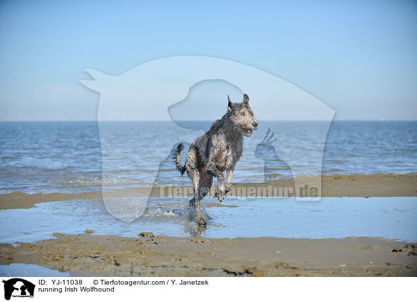 rennender Irischer Wolfshund / running Irish Wolfhound / YJ-11038