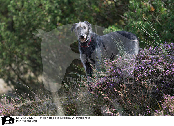 Irischer Wolfshund / Irish Wolfhound / AM-05234