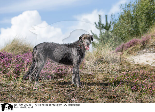 Irischer Wolfshund / Irish Wolfhound / AM-05238