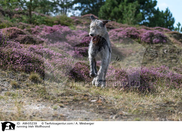 rennender Irischer Wolfshund / running Irish Wolfhound / AM-05239