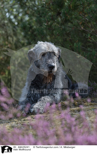 Irischer Wolfshund / Irish Wolfhound / AM-05241