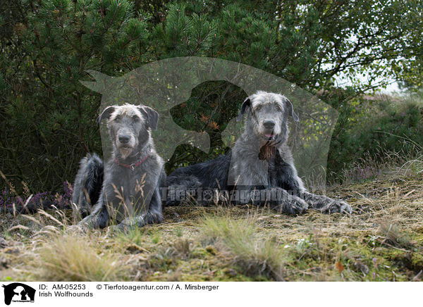 Irische Wolfshunde / Irish Wolfhounds / AM-05253