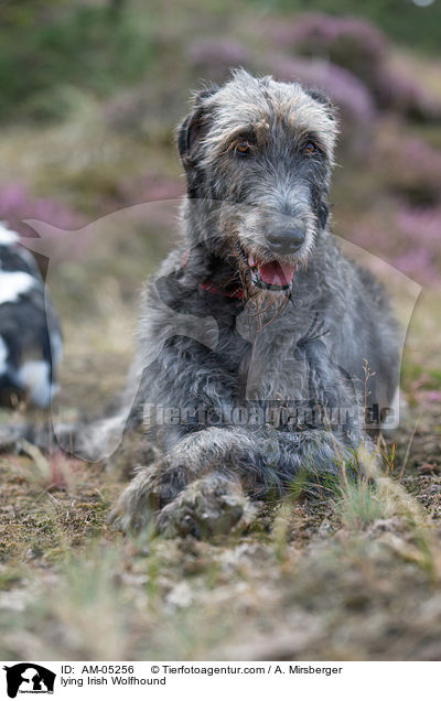 liegender Irischer Wolfshund / lying Irish Wolfhound / AM-05256