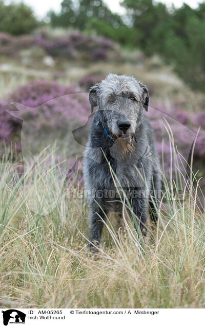 Irischer Wolfshund / Irish Wolfhound / AM-05265