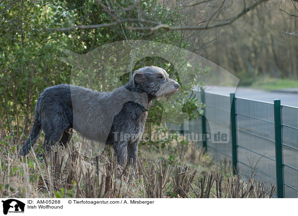 Irischer Wolfshund / Irish Wolfhound / AM-05268