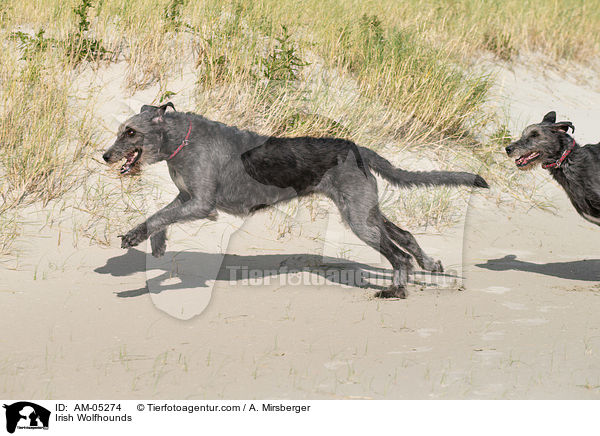 Irische Wolfshunde / Irish Wolfhounds / AM-05274