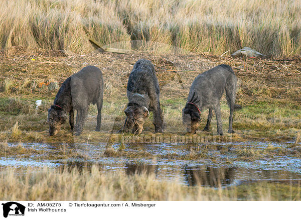 Irische Wolfshunde / Irish Wolfhounds / AM-05275