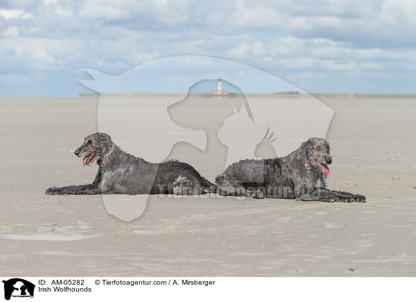 Irische Wolfshunde / Irish Wolfhounds / AM-05282