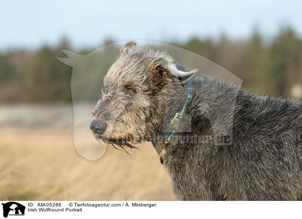 Irischer Wolfshund Portrait / Irish Wolfhound Portrait / AM-05288