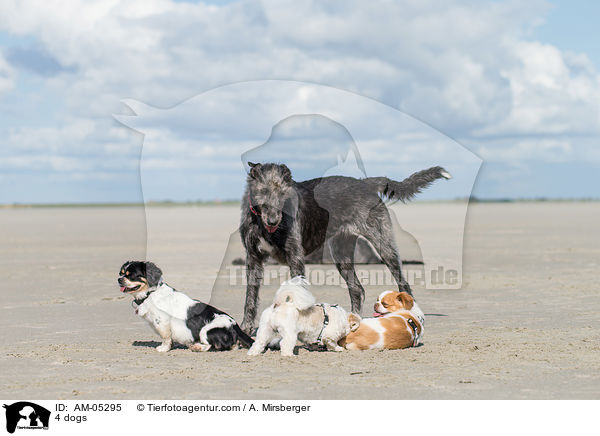 4 Hunde / 4 dogs / AM-05295