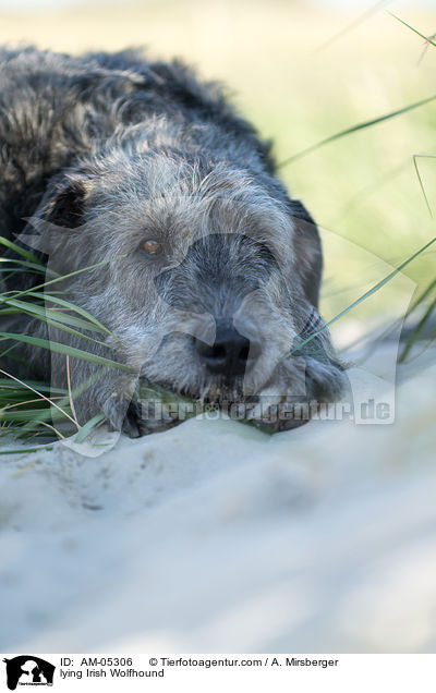 liegender Irischer Wolfshund / lying Irish Wolfhound / AM-05306