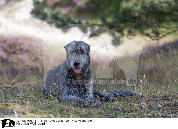 liegender Irischer Wolfshund / lying Irish Wolfhound / AM-05311