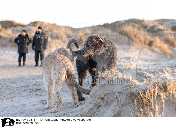 Irische Wolfshunde / Irish Wolfhounds / AM-05318