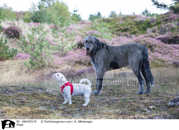 Hunde / dogs / AM-05319