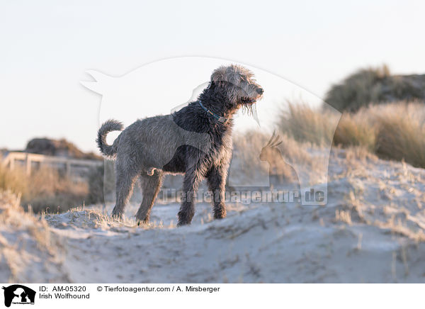 Irischer Wolfshund / Irish Wolfhound / AM-05320