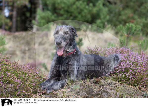 liegender Irischer Wolfshund / lying Irish Wolfhound / AM-05327