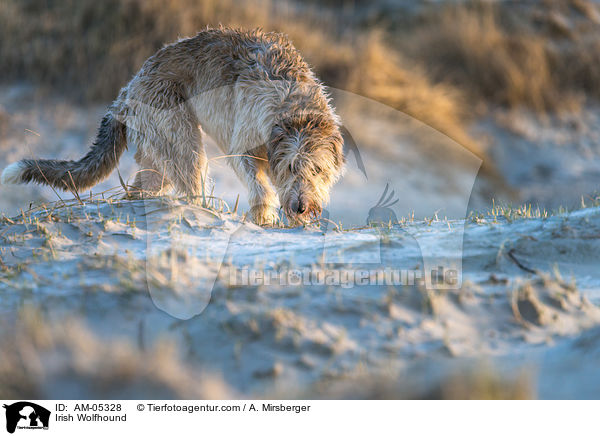 Irischer Wolfshund / Irish Wolfhound / AM-05328