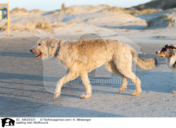 laufender Irischer Wolfshund / walking Irish Wolfhound / AM-05331