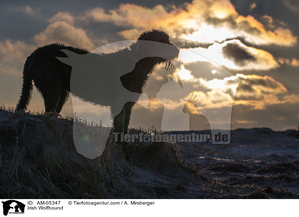 Irischer Wolfshund / Irish Wolfhound / AM-05347