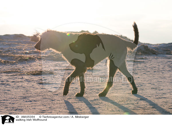 laufender Irischer Wolfshund / walking Irish Wolfhound / AM-05354