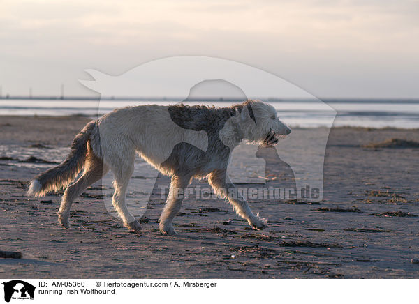 rennender Irischer Wolfshund / running Irish Wolfhound / AM-05360