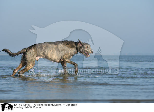 rennender Irischer Wolfshund / running Irish Wolfhound / YJ-12487