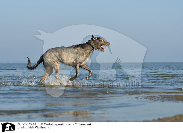 rennender Irischer Wolfshund / running Irish Wolfhound / YJ-12488