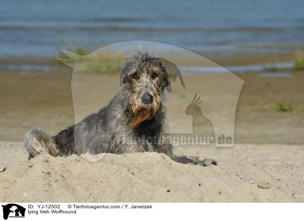 liegender Irischer Wolfshund / lying Irish Wolfhound / YJ-12502