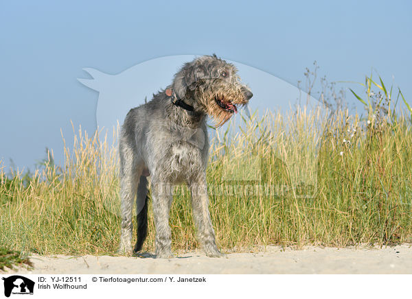 Irischer Wolfshund / Irish Wolfhound / YJ-12511