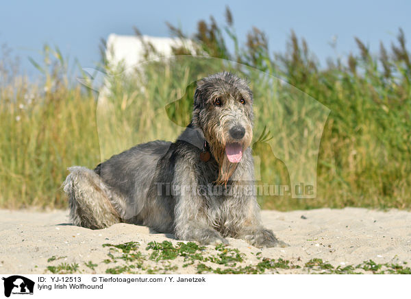 liegender Irischer Wolfshund / lying Irish Wolfhound / YJ-12513