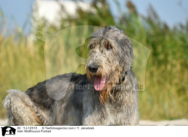 Irischer Wolfshund Portrait / Irish Wolfhound Portrait / YJ-12515