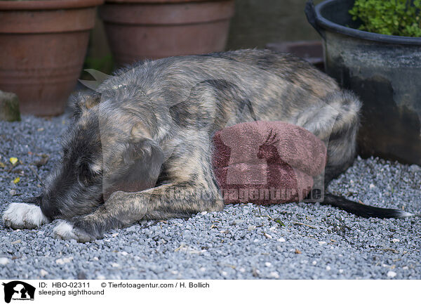 schlafender Irischer Wolfshund / sleeping sighthound / HBO-02311