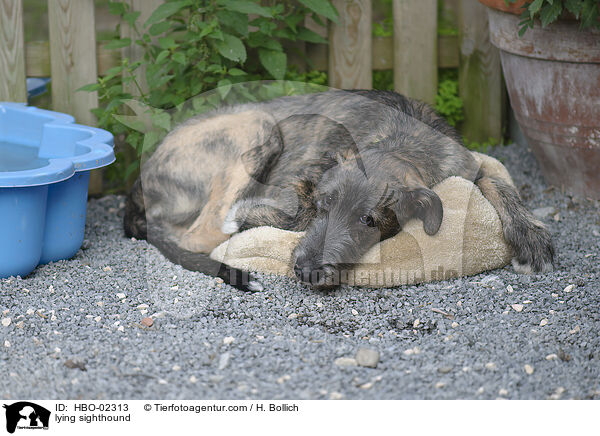 liegender Irischer Wolfshund / lying sighthound / HBO-02313