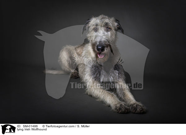 liegender Irischer Wolfshund / lying Irish Wolfhound / SM-01486